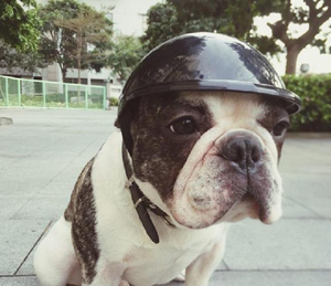 Rebel Dog Biker Helmet