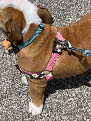 Halzband Dog Harness Daisy Field Style