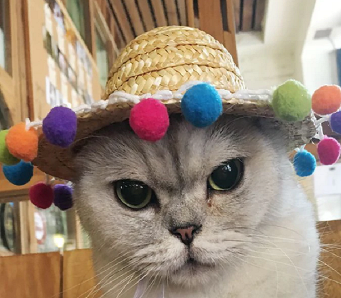 Cat Sombrero